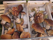 Meaty Mushrooms