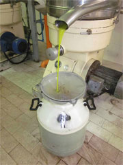 Making olive oil from the harvested olives